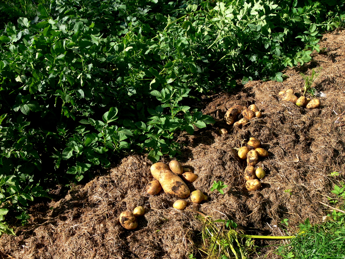 Kartoffeln nach Permakultur Methode