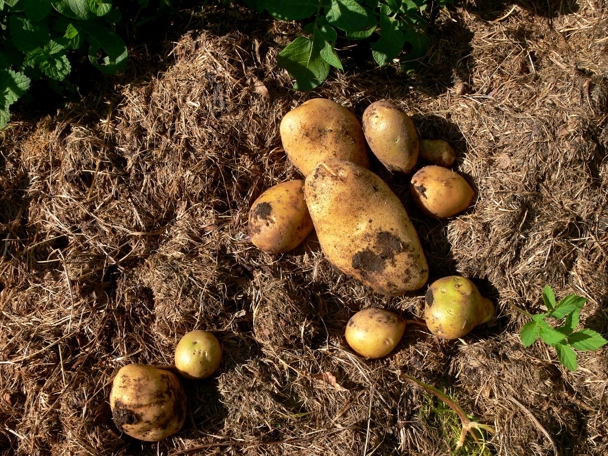 Kartoffeln nach Permakultur Methode