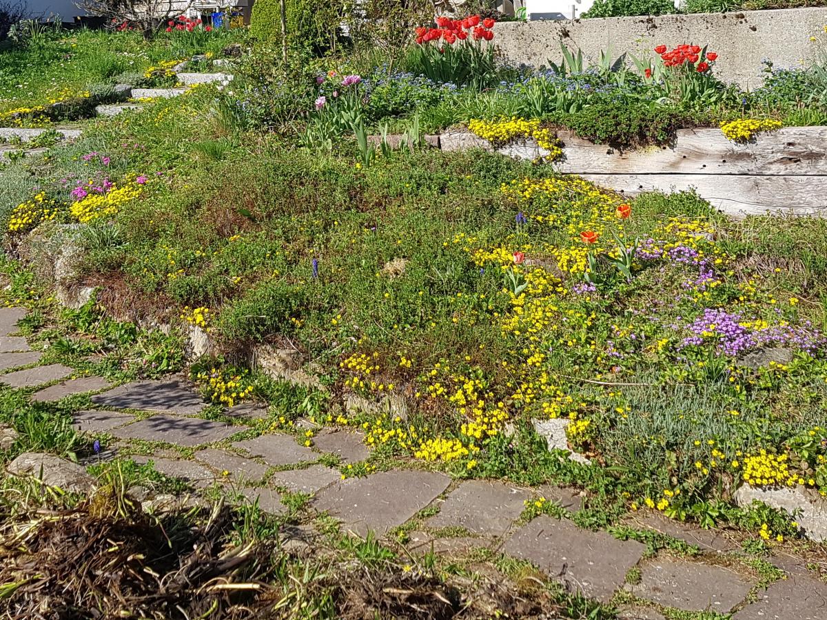 Südhang Blumen für Insekten