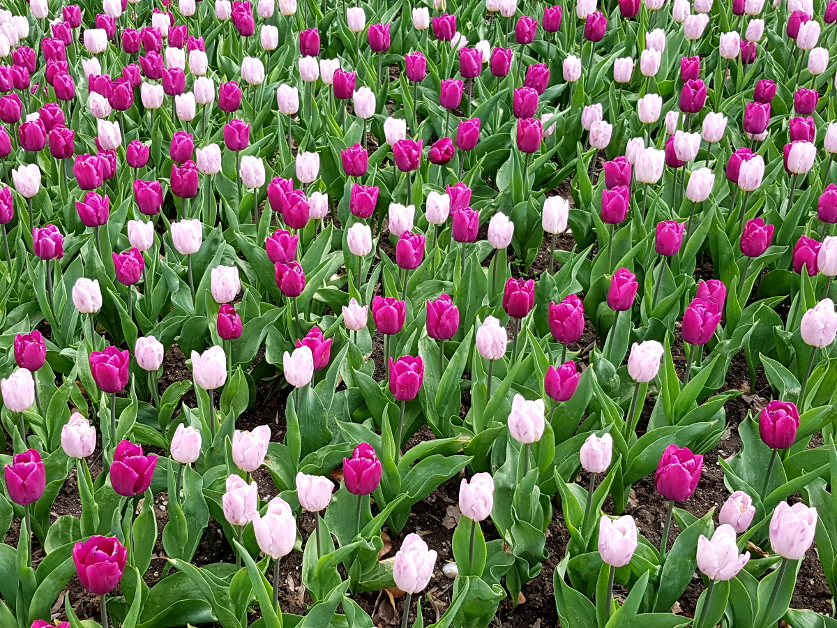 2019 Tulpen-Beet im Park in Singen 2019 Tulpen-Beet im Park in Singen