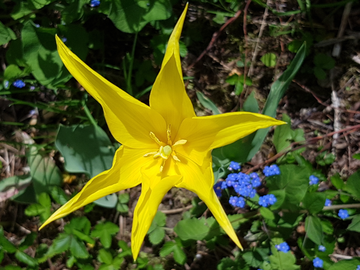 2019 neuer Garten in Biberach 2019 neuer Garten in Biberach