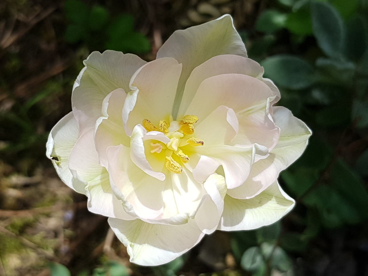 2019 neuer Garten in Biberach 2019 neuer Garten in Biberach