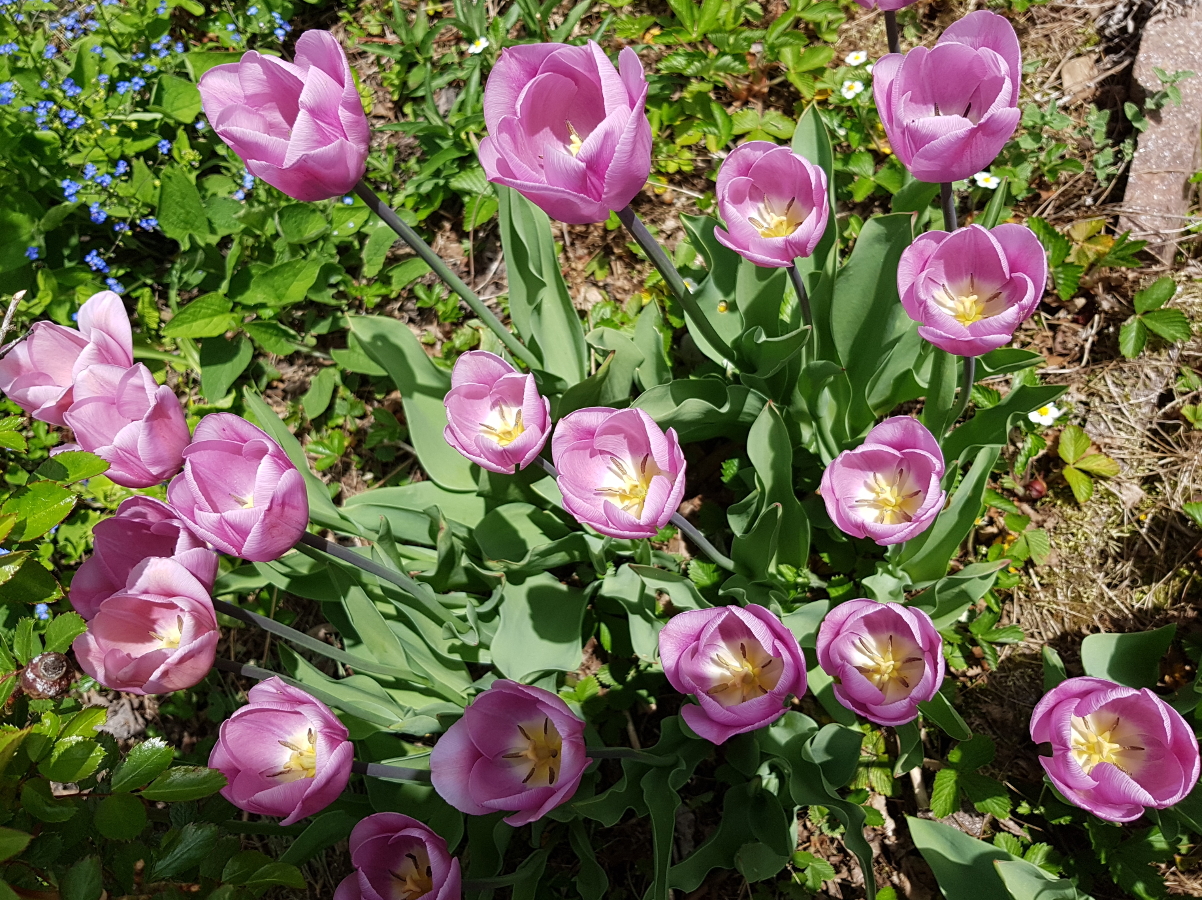 2019 neuer Garten in Biberach 2019 neuer Garten in Biberach