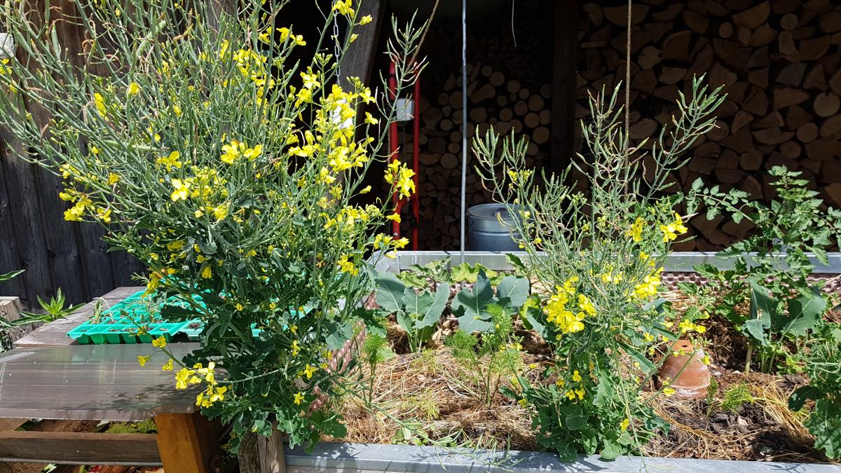Grünkohl mit Samen, Blüten, erntefähigen Blättern