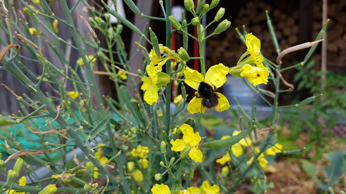 Steinhummel auf Grünkohl Blüte