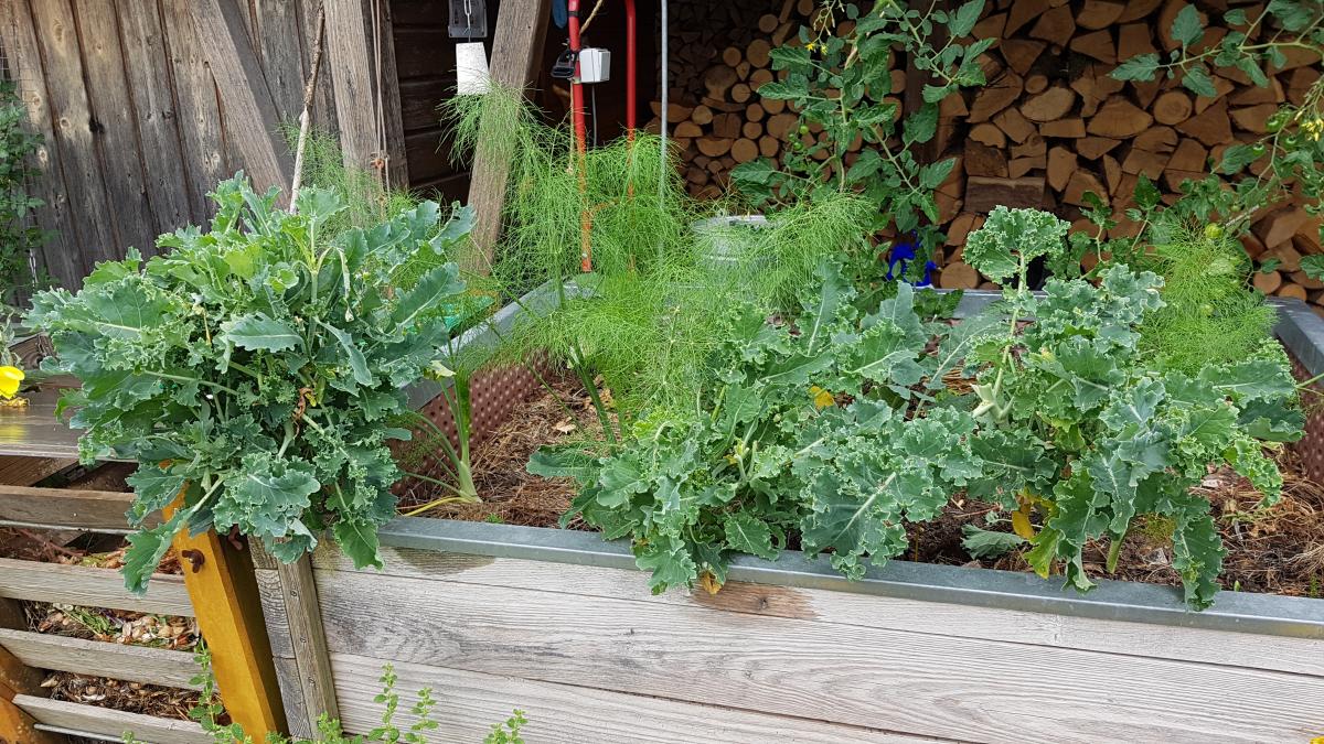 Grünkohl nach der Sommerernte