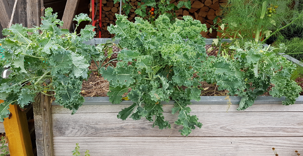 Grünkohl nach der Sommerernte