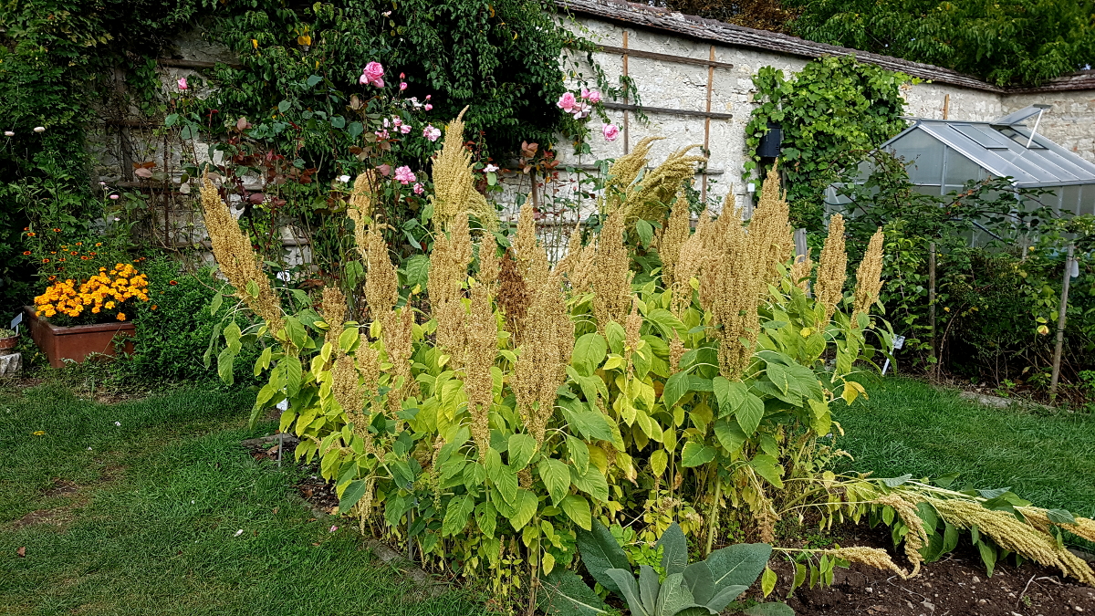 Kräutergarten Inzigkofen - Amaranth