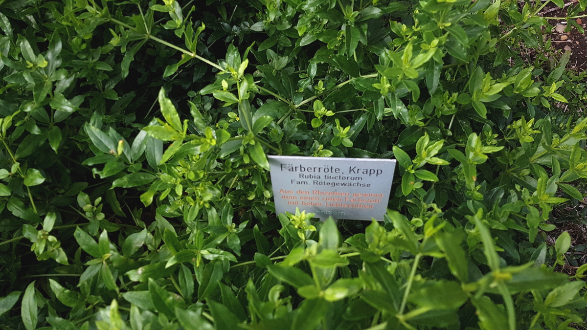 Kräutergarten Inzigkofen - Färberpflanzen