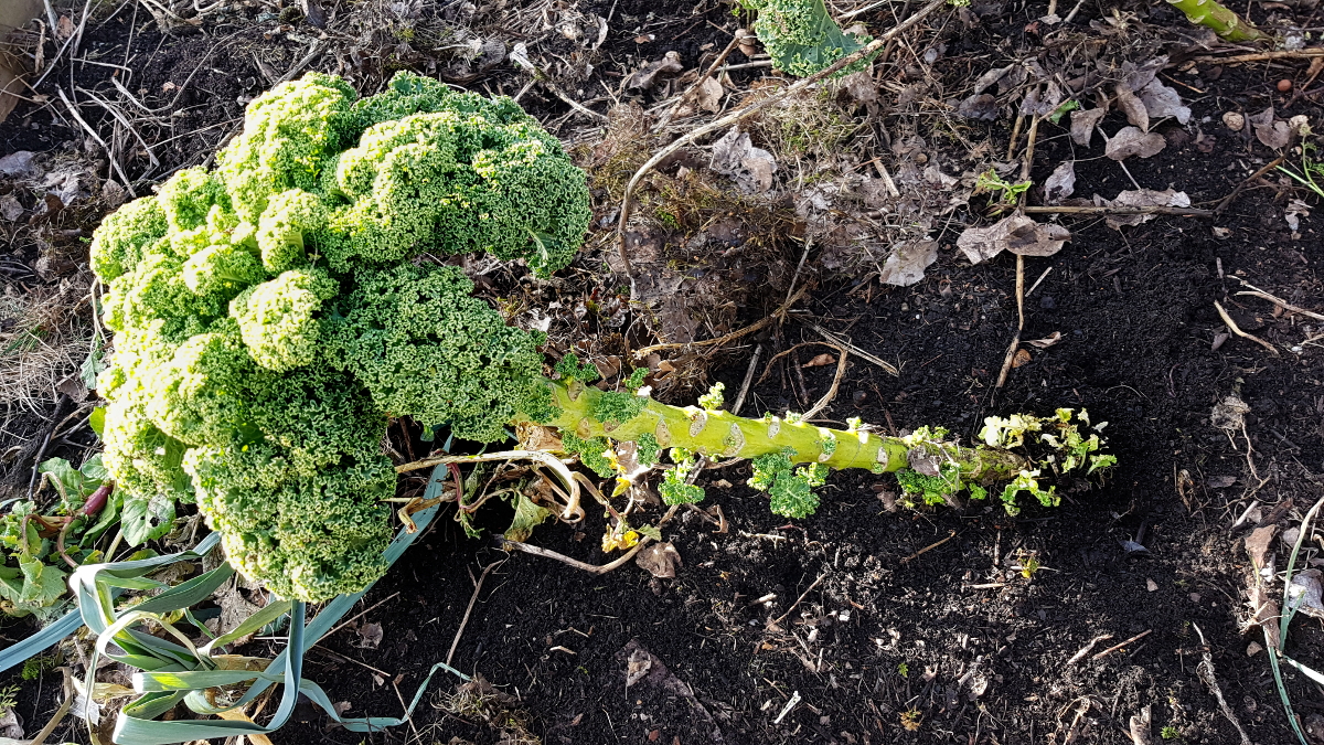 Grünkohl mit Neuaustrieb an der Basis Grünkohl mit Neuaustrieb an der Basis