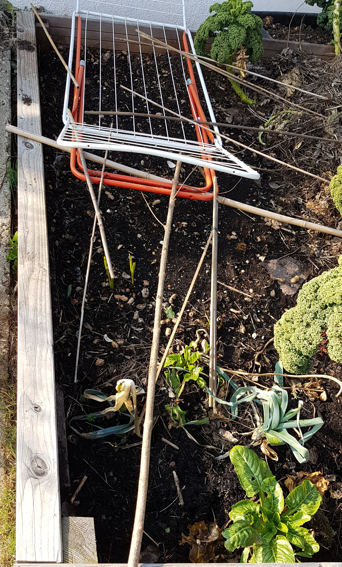 Möhren, Pastinaken, Radieschen gesät mit Wäscheständer als Katzenschutz Möhren, Pastinaken, Radieschen gesät mit Wäscheständer als Katzenschutz