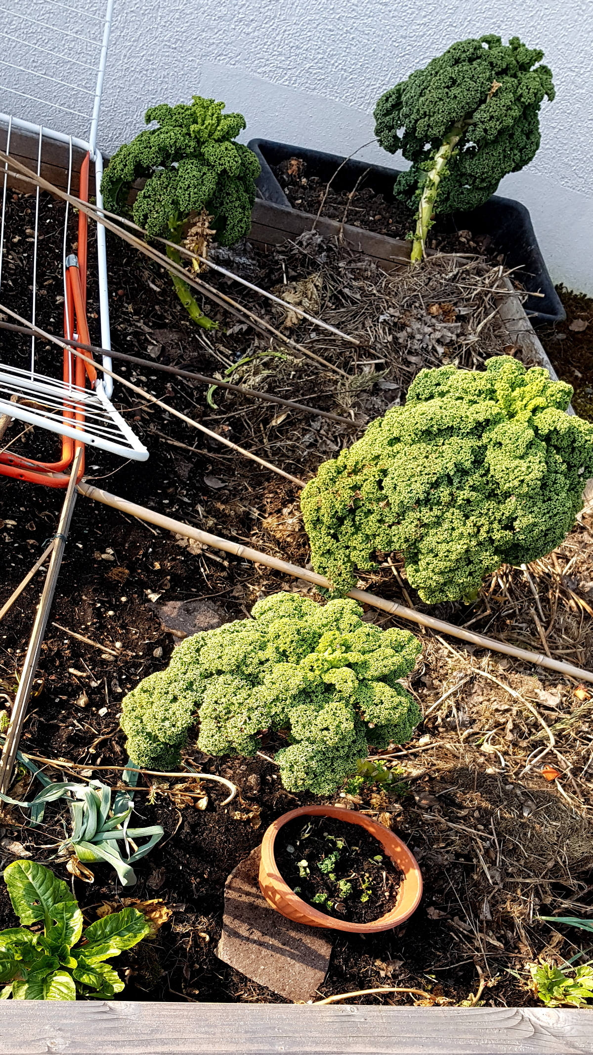 Dicke Bohnen in die gemulchte Fläche gesät, Stickstoffsammler Dicke Bohnen in die gemulchte Fläche gesät, Stickstoffsammler