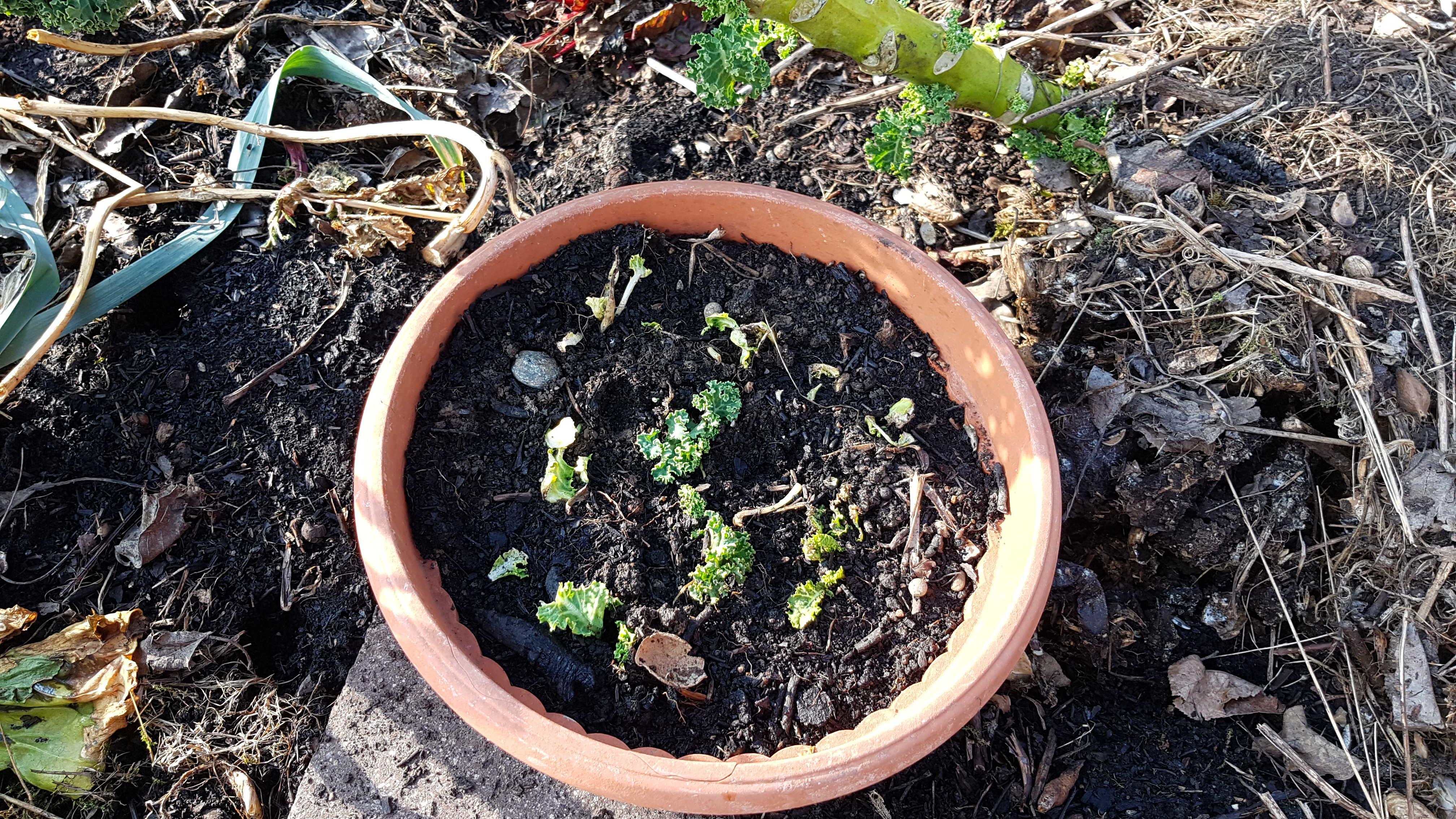 Grünkohl Neuaustrieb wurde als Steckling genommen Grünkohl Neuaustrieb wurde als Steckling genommen