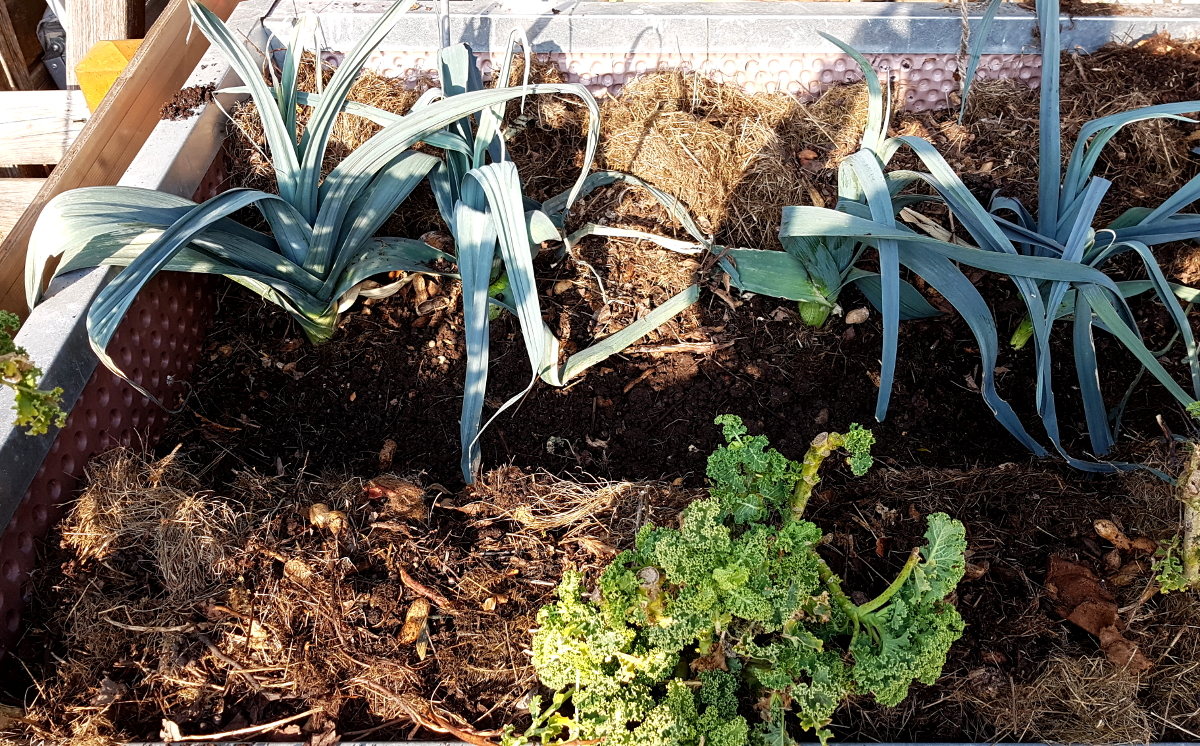 Grünkohl und Lauch bekommen neuen Kompost, Spinat als Zwischensaat