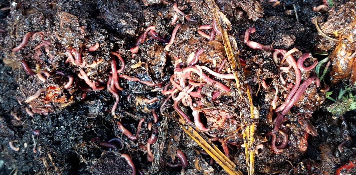 Wurmfarm im Mörtelkübel Wurmfarm im Mörtelkübel
