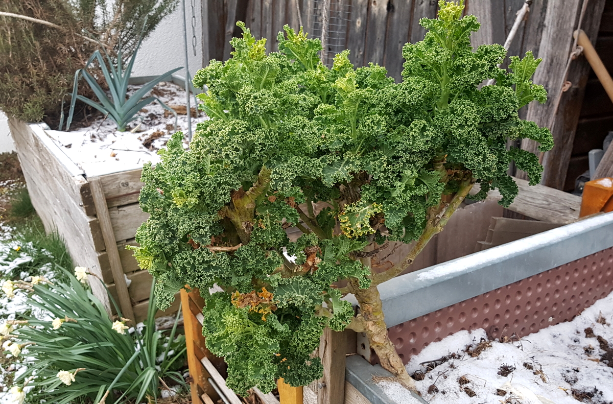 Grünkohl vom letzten Jahr vor der zweiten Blüte