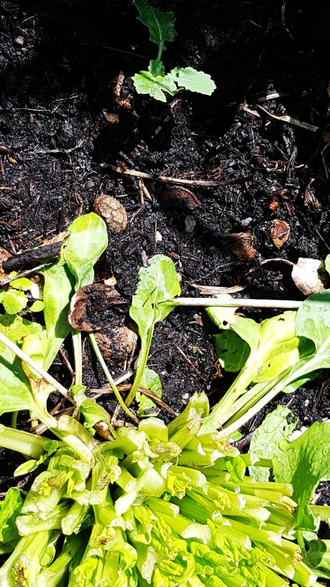 Erster Grünkohl Nachwuchs