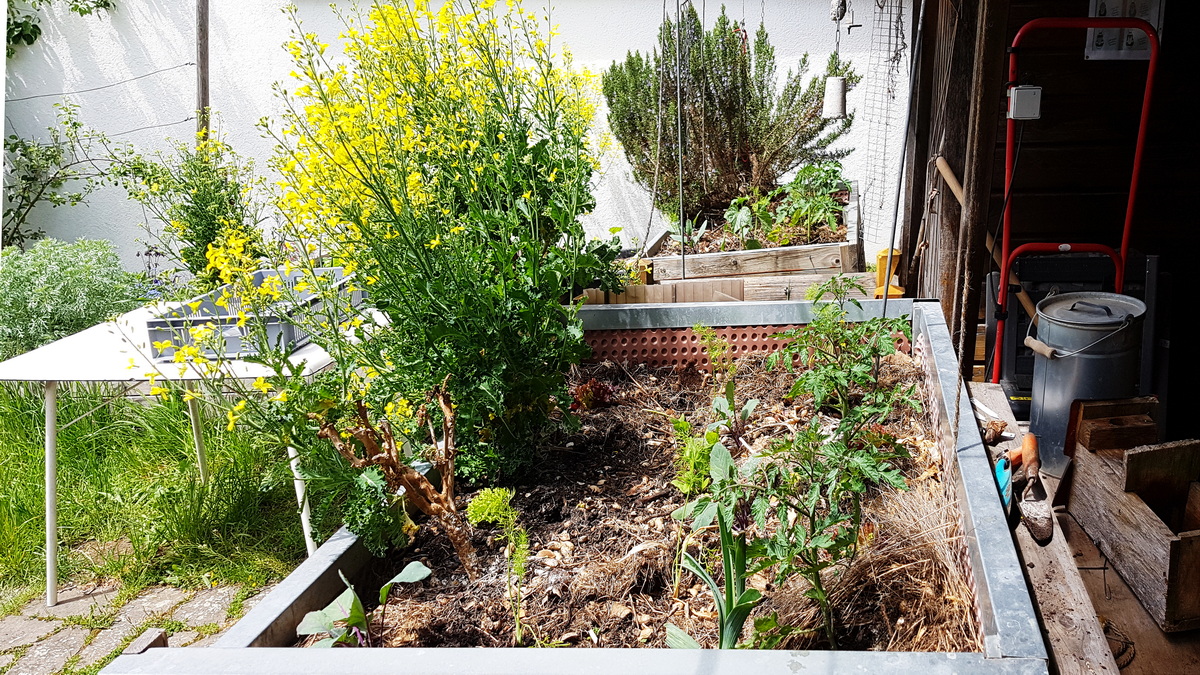 Grünkohl von 2019 blüht 2021