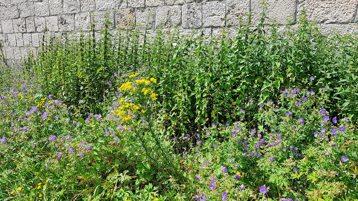 Brennnesseln als Raupenfutter am Schmetterlings-Pfad auf die Wilhelmsfeste in Ulm Brennnesseln als Raupenfutter am Schmetterlings-Pfad auf die Wilhelmsfeste in Ulm