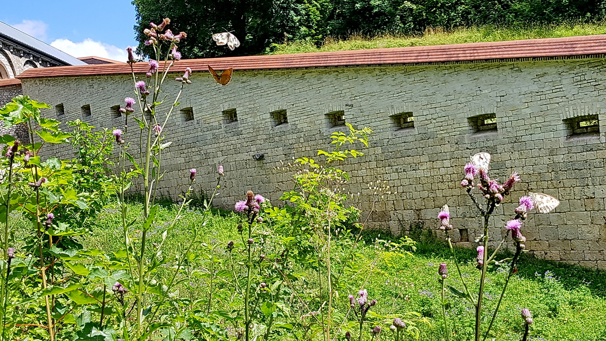 Disteln am Schmetterlings-Pfad auf die Wilhelmsfeste in Ulm Disteln am Schmetterlings-Pfad auf die Wilhelmsfeste in Ulm