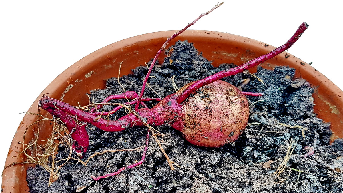 Süßkartoffel getopft für Nachzucht