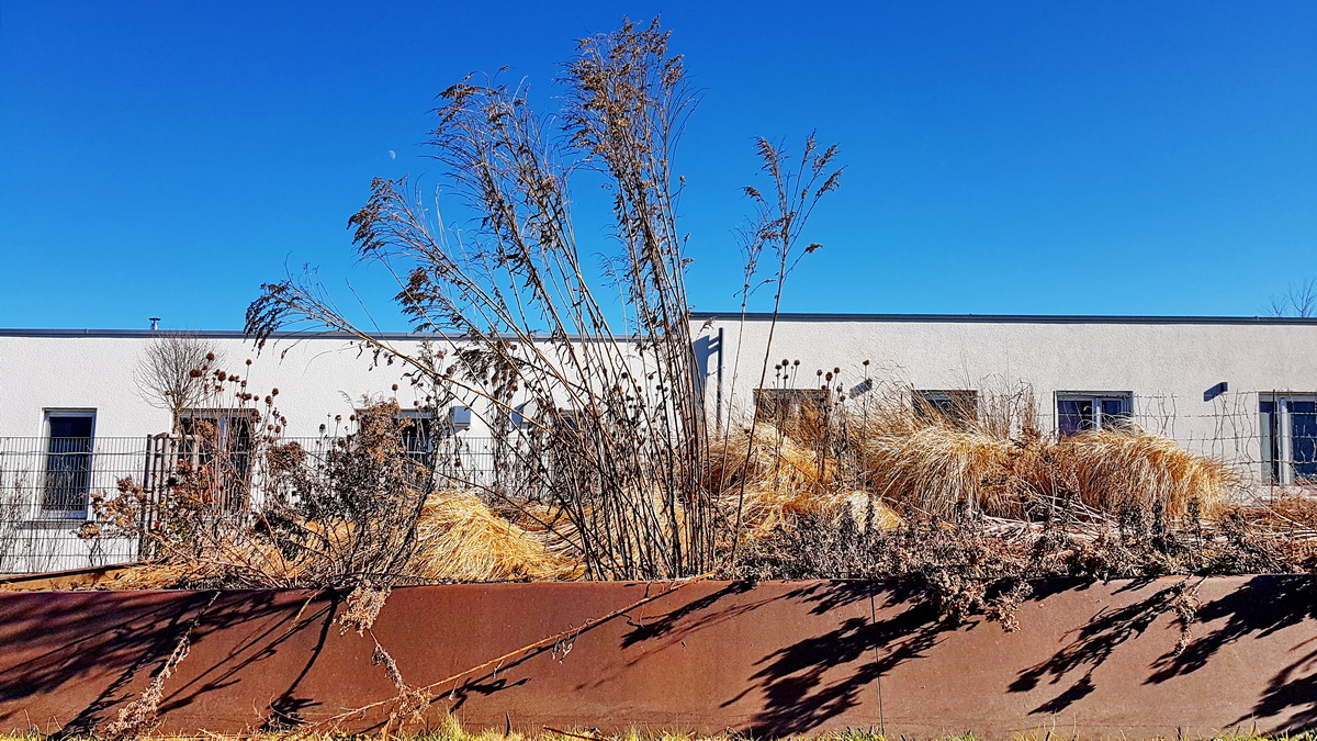 Samenstände der Goldrute Samenstände der Goldrute