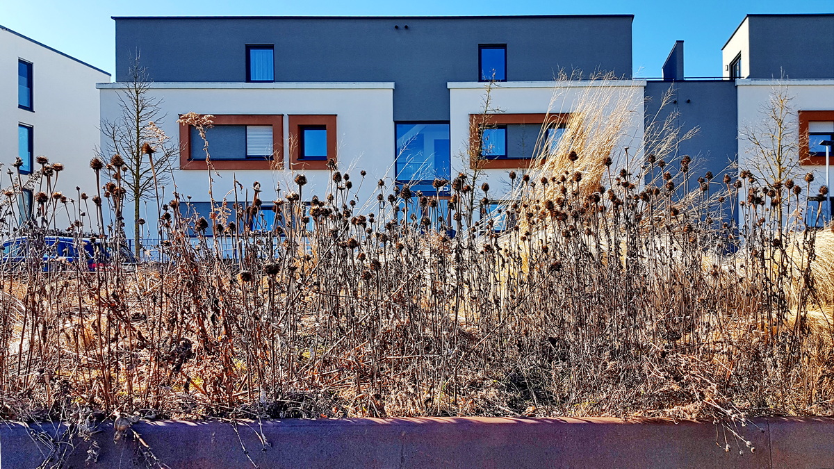 Samenstände von Echinacea Samenstände von Echinacea