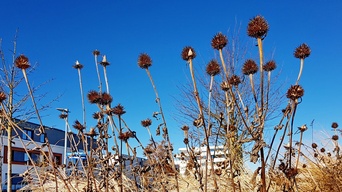 Samenstände von Echinacea Samenstände von Echinacea