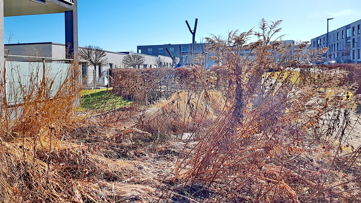 Samenstände - gewolltes Chaos Samenstände - gewolltes Chaos