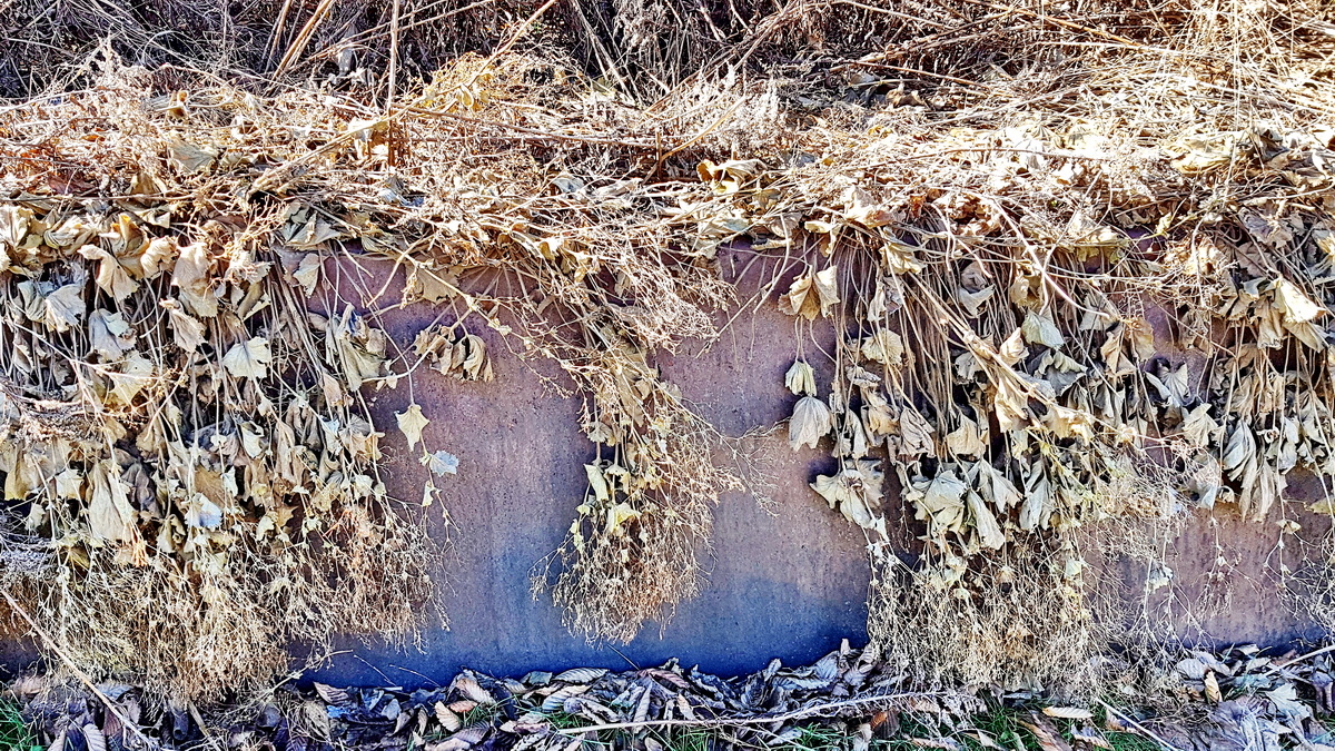 Samenstände von Frauenmantel Samenstände von Frauenmantel