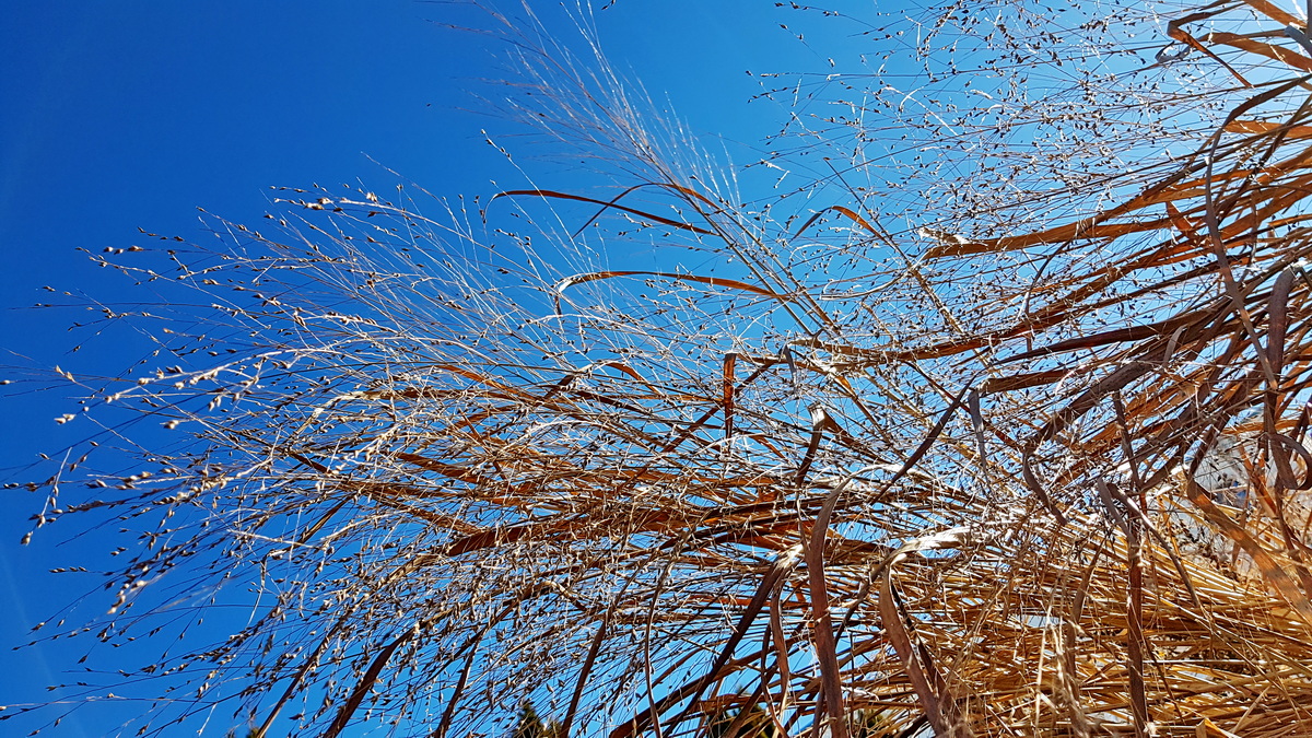 Samenstände von Gräsern geben immer ein schönes Bild Samenstände von Gräsern geben immer ein schönes Bild