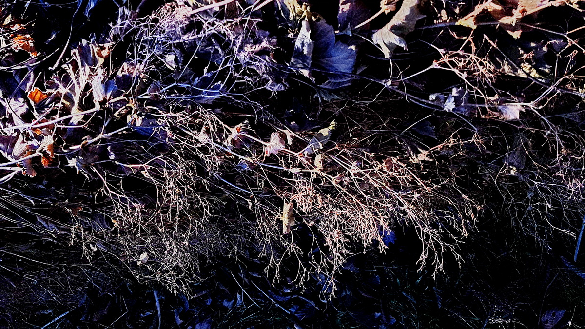 Samenstände von Frauenmantel in Licht und Schatten Samenstände von Frauenmantel in Licht und Schatten