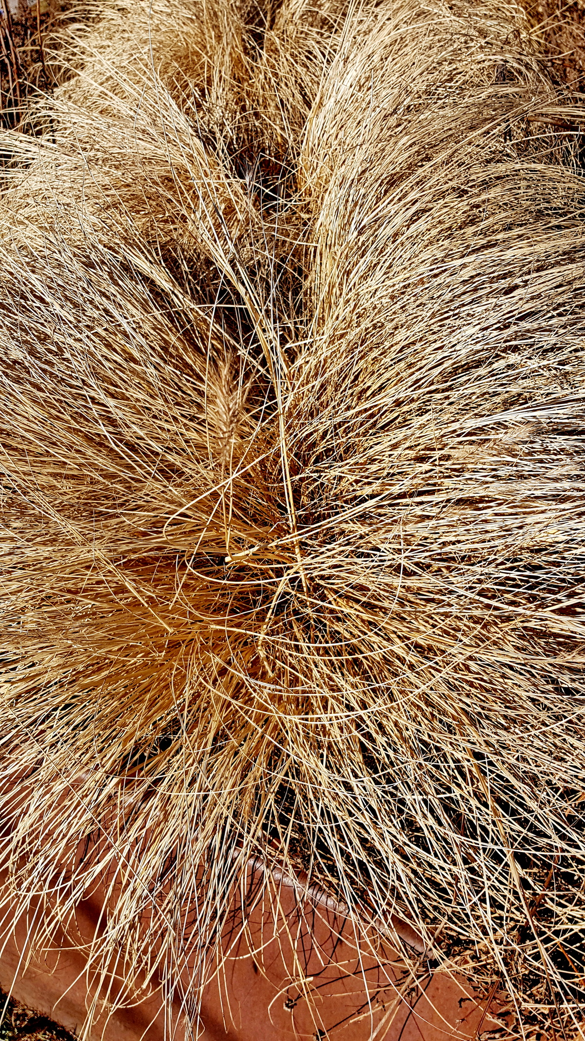 Gras im Winter Gras im Winter