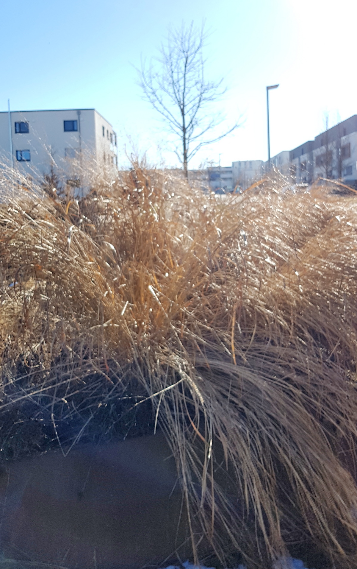 Gras im Gegenlicht Gras im Gegenlicht