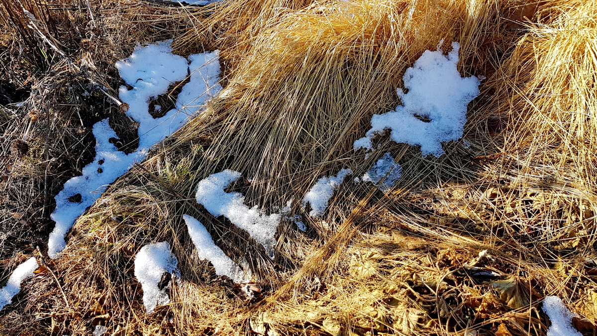 Grashorste bilden unter dem Schnee Lufthöhlen für Tiere Grashorste bilden unter dem Schnee Lufthöhlen für Tiere
