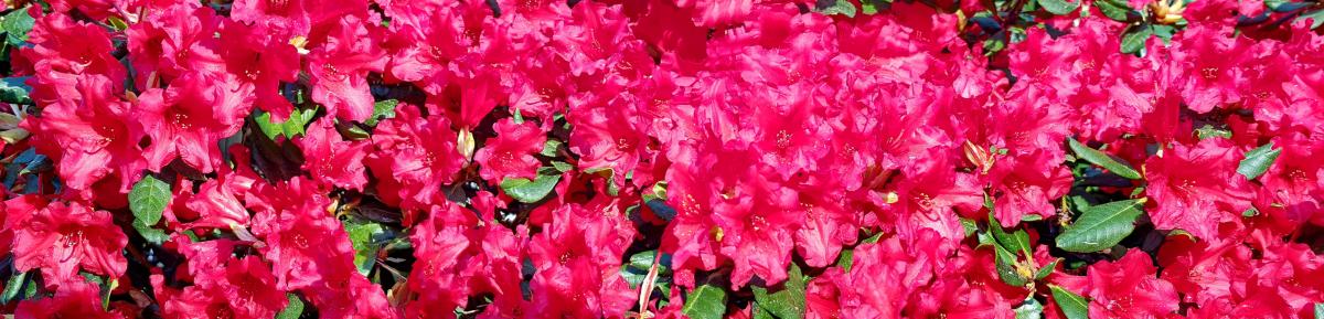 Rhododendron Garten