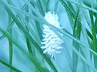 Junge Marienkäferlarve