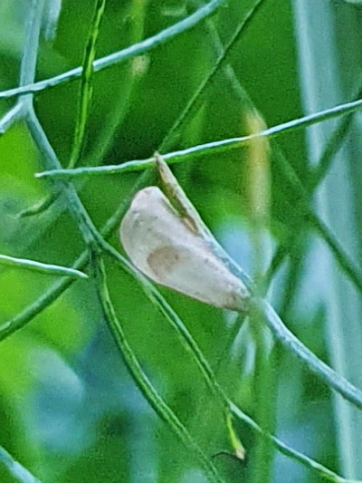 Schwebefliegen-Larve als Blattlausvertilger