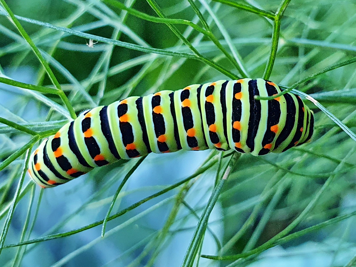Schwalbenschwanz Raupe auf Fenchel