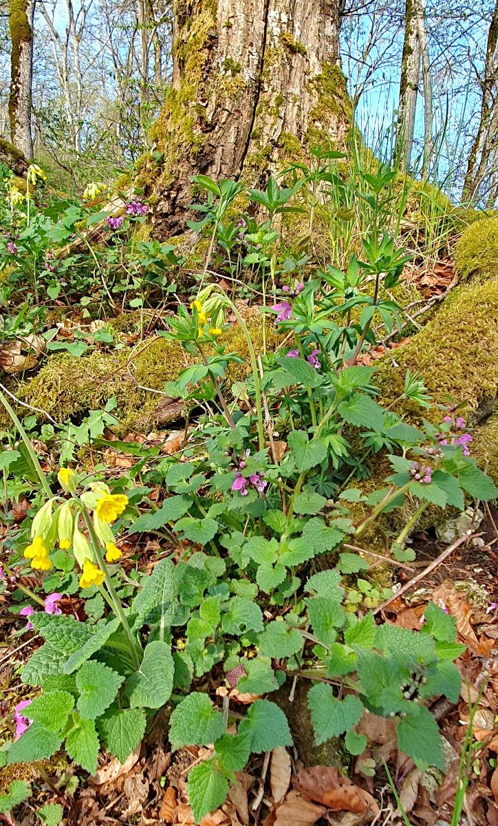 Echte Schlüsselblume (Primula veris) Buschwindröschen (Anemone nemorosa) Waldmeister (Galium odoratum) 