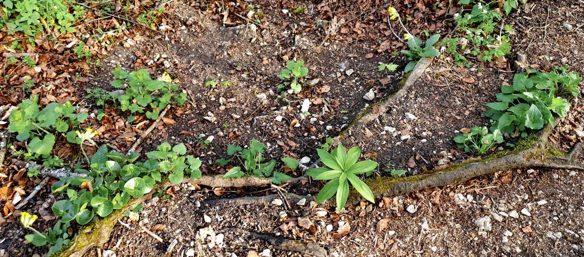Waldmeister (Galium odoratum) Maiglöckchen (Convallaria majalis) Gewöhnliche Goldnessel (Lamium galeobdolon) Schlüsselblume (Primula elatior oder Primula veris) Gewöhnliches Lungenkraut (Pulmonaria officinalis) Wald-Bingelkraut (Mercurialis perennis) Buschwindröschen (Anemone nemorosa) Türkenbund (Lilium martagon) Ährige Teufelskralle (Phyteuma spicatum) Haselwurz (Asarum europaeum)