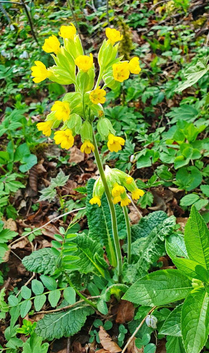 Echte Schlüsselblume (Primula veris)