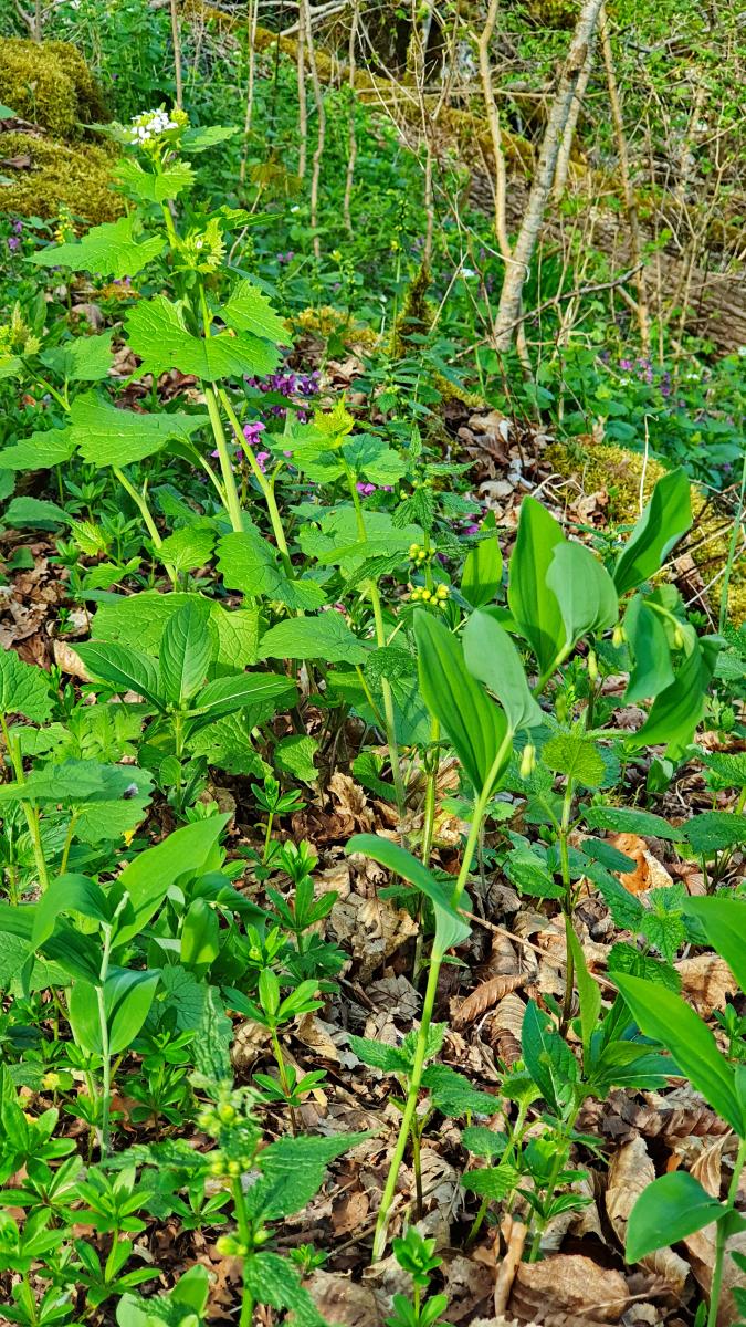 Knoblauchsrauke (Alliaria petiolata) Gefleckte Taubnessel (Lamium maculatum) Waldmeister (Galium odoratum) Maiglöckchen (Convallaria majalis) Schlüsselblume (Primula veris) Einbeere (Paris quadrifolia) Goldnessel (Lamium galeobdolon) Salomonsiegel (Polygonatum multiflorum)