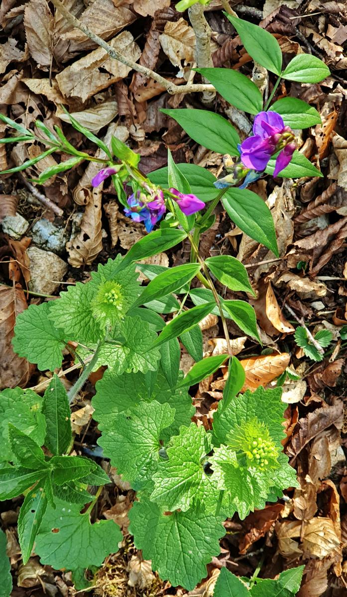 Frühlings-Platterbse (Lathyrus vernus) Knoblauchsrauke (Alliaria petiolata) Ausdauerndes Bingelkraut (Mercurialis perennis)