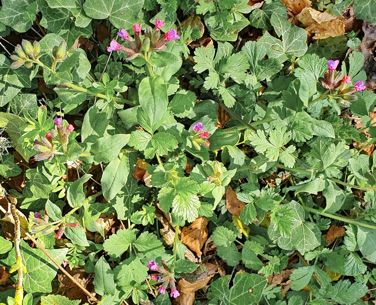 Dunkles Lungenkraut (Pulmonaria obscura) 