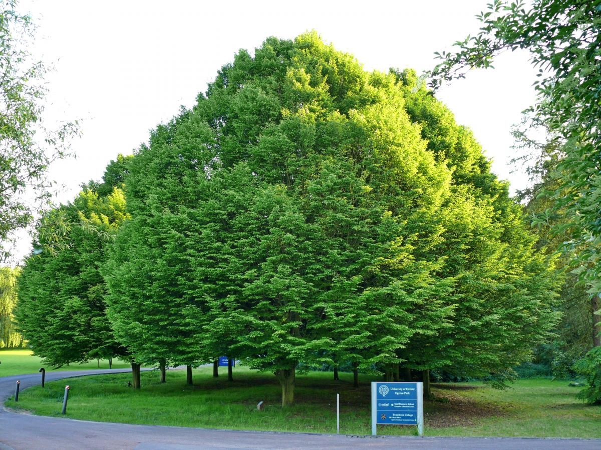 Säuleneibe 'Fastigiata' - Taxus baccata 'Fastigiata' Säuleneibe 'Fastigiata' - Taxus baccata 'Fastigiata'