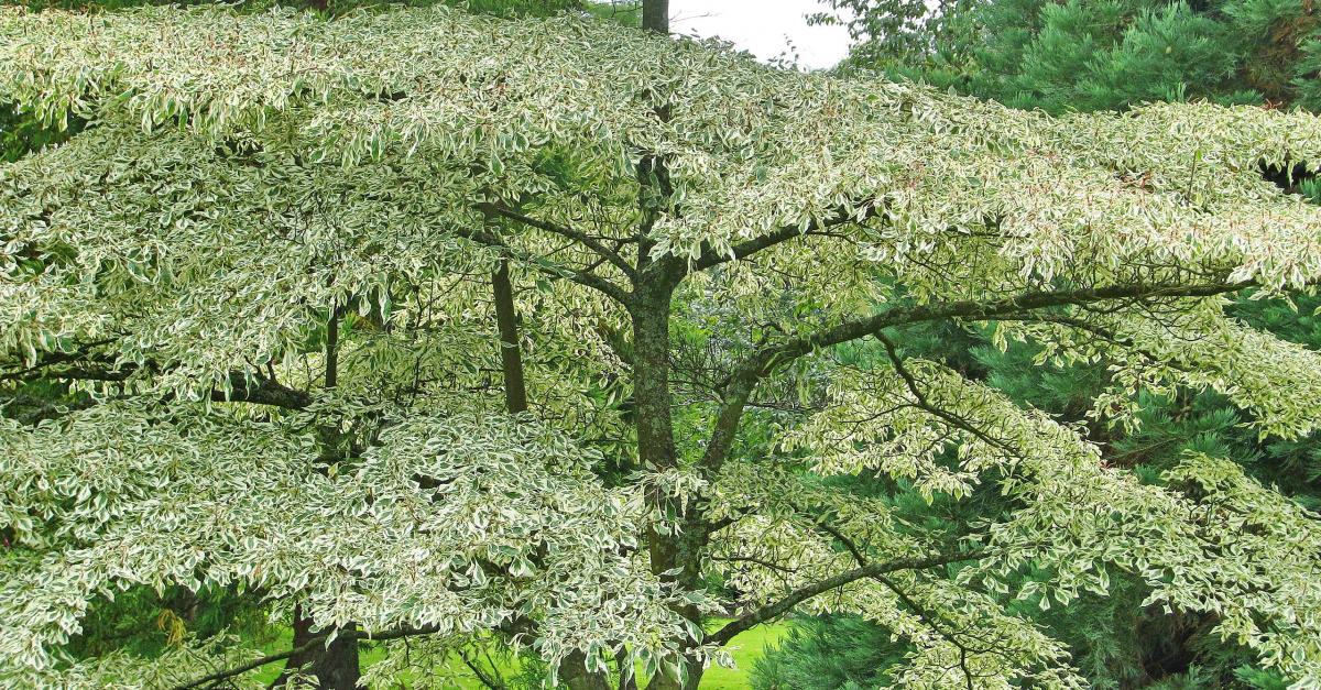 Niedriger Weißbunter Etagen-Hartriegel Niedriger Weißbunter Etagen-Hartriegel