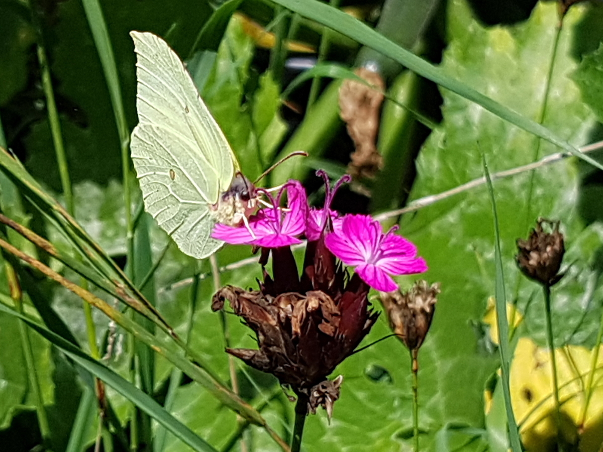 Die Hain-Nelke blüht vom Frühjahr bis Spätherbst und bei viele Insekten beliebt - hier Zitronenfalter Die Hain-Nelke blüht vom Frühjahr bis Spätherbst und bei viele Insekten beliebt - hier Zitronenfalter