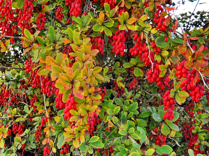 Berberitze - Berberis vulgaris Berberitze - Berberis vulgaris