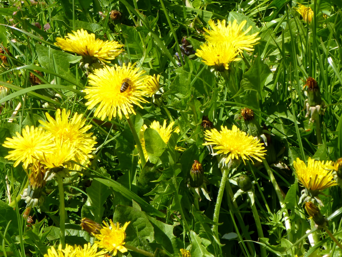 Löwenzahn im Garten